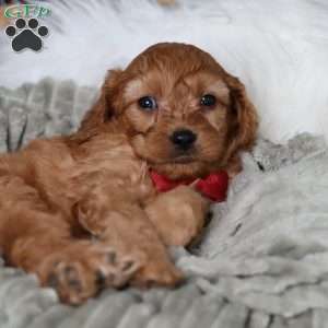 Rusty, Cavapoo Puppy